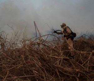 Precisamos salvar o Pantanal!